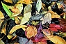 Mixed Autumn Leaves